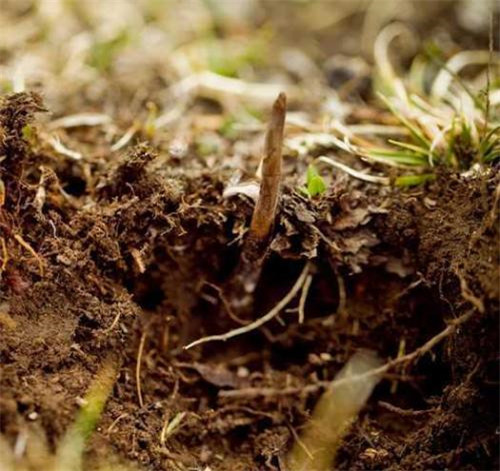 根据科学依据,那些人的身上有种叫麦角菌的霉菌,如果有人误食了这