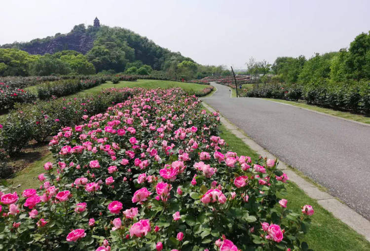 5月爱的季节 辰山植物园3 4万平方米 月季花海 倾情绽放 腾讯新闻