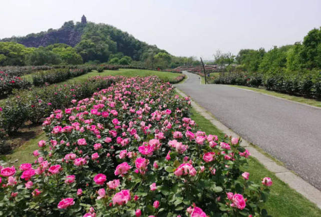 5月爱的季节 辰山植物园3 4万平方米 月季花海 倾情绽放 腾讯网