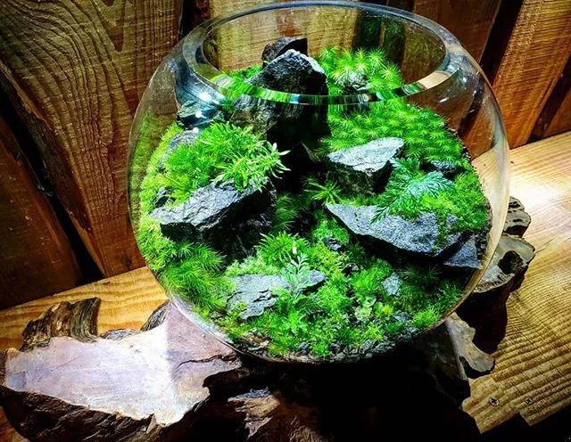 苔藓微景观新浪微博id:行行之沙园艺 | 苔藓|微景观 | 传统文化| 庭院