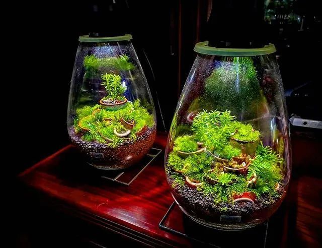 苔藓微景观新浪微博id:行行之沙园艺 | 苔藓|微景观 | 传统文化| 庭院