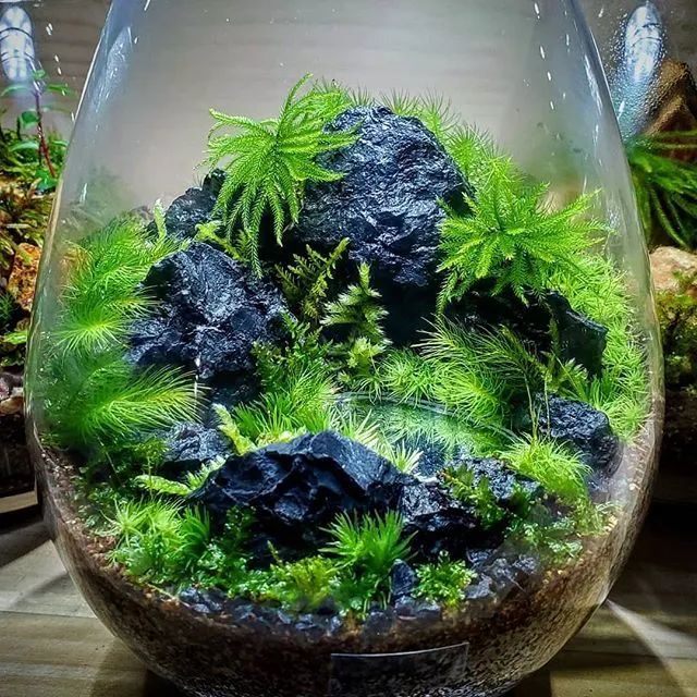 苔藓微景观新浪微博id:行行之沙园艺 | 苔藓|微景观 | 传统文化| 庭院