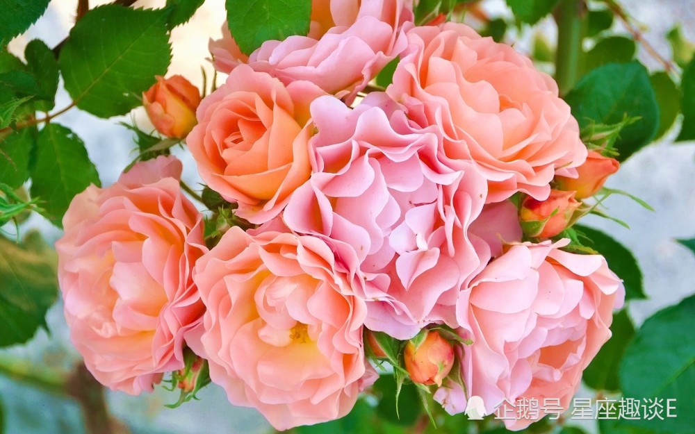 4月25日星座运势 金牛劳逸结合 狮子大胆尝试 双鱼把握机会 腾讯新闻