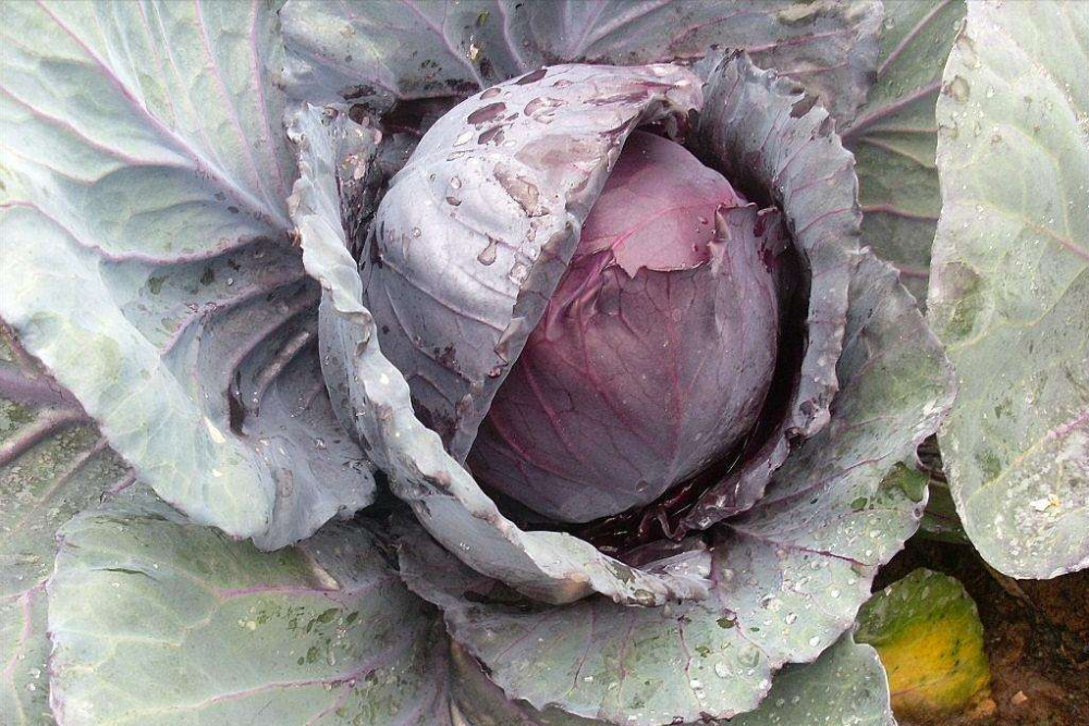 紫甘蓝如何种植 紫甘蓝种植五项技巧 学会不愁做沙拉不好吃不好看 腾讯新闻