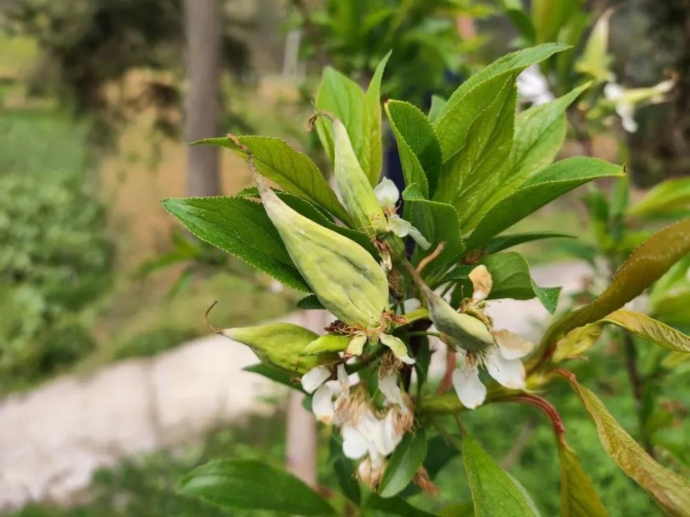 你们的脆李三峡农科院来守护