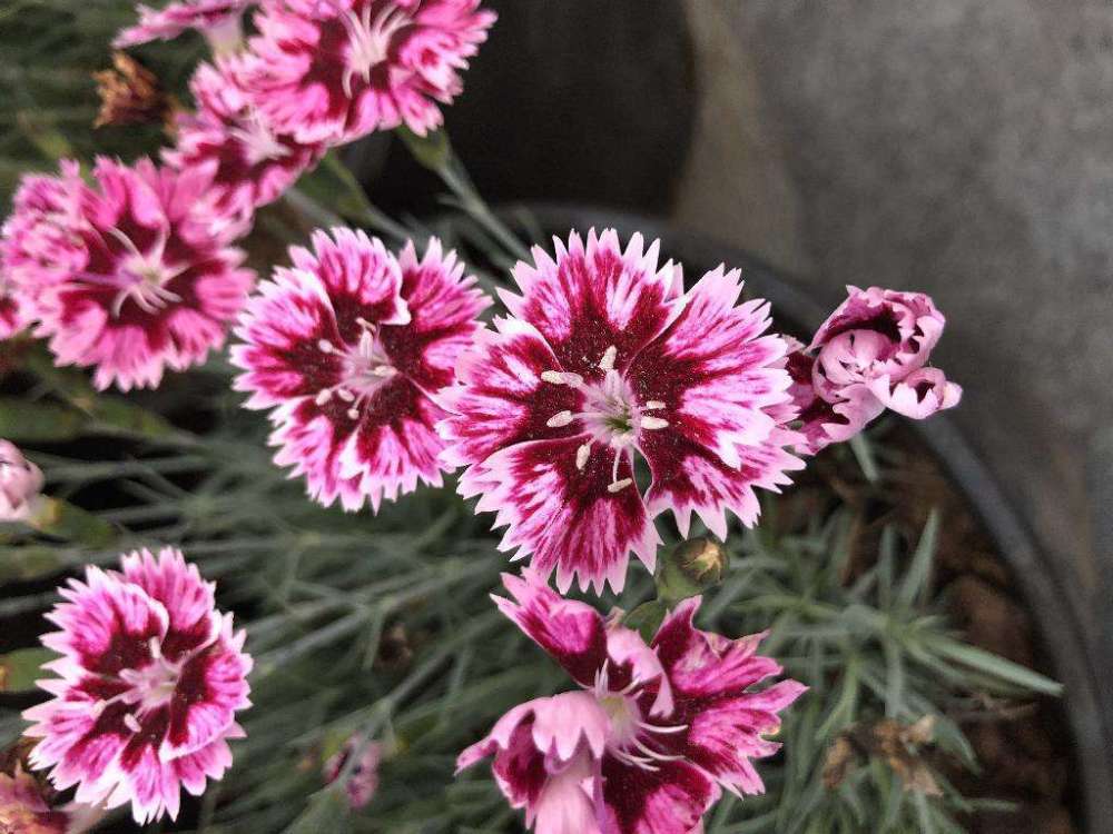 春天石竹绚烂登场 开花像铅笔屑着实少见 艳丽迷人眼 腾讯新闻