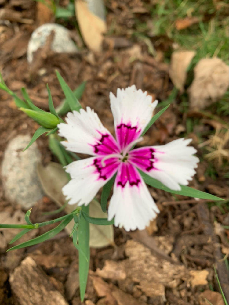 春天石竹绚烂登场 开花像铅笔屑着实少见 艳丽迷人眼 腾讯新闻