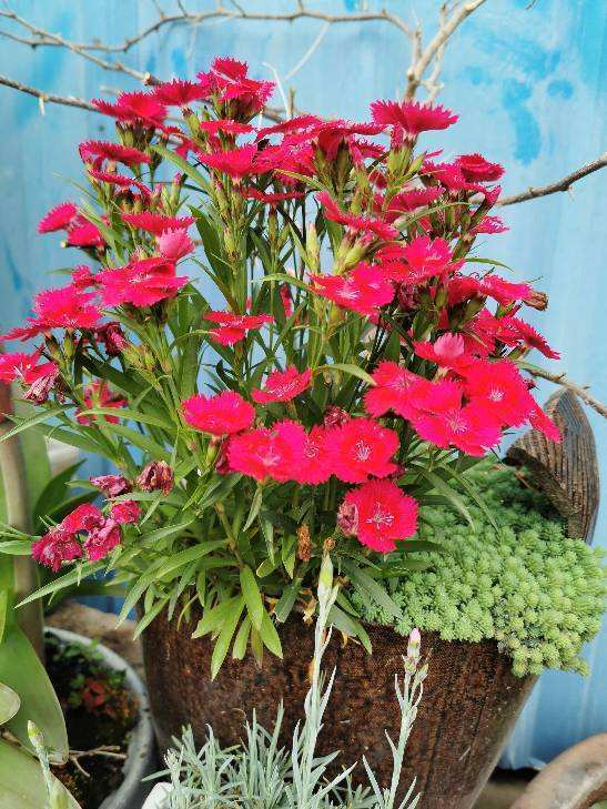 春天石竹绚烂登场 开花像铅笔屑着实少见 艳丽迷人眼 腾讯新闻