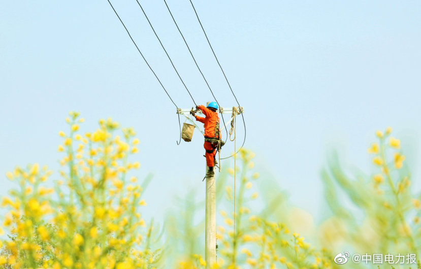 國網安徽太和縣供電公司10多名施工人員在趙集鄉王竹園村組立電杆