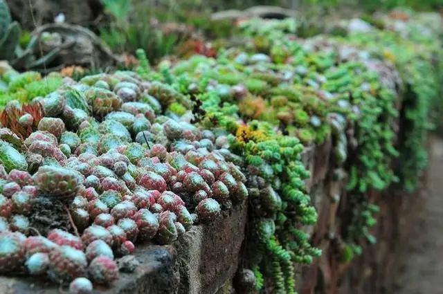 多肉植物图鉴 高清版 腾讯新闻