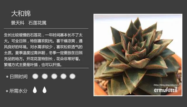 多肉植物图鉴 高清版 腾讯新闻