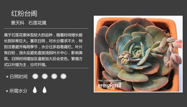 多肉植物图鉴 高清版 腾讯新闻