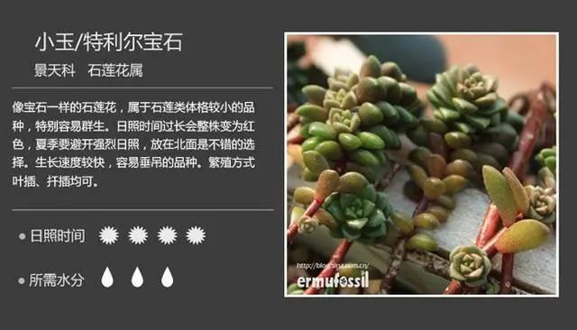 多肉植物图鉴 高清版 腾讯新闻