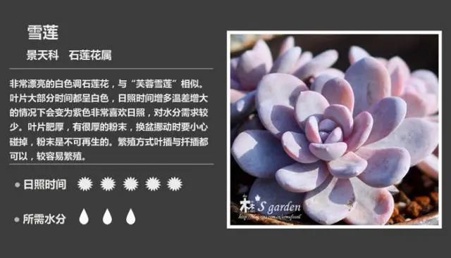 多肉植物图鉴 高清版 腾讯新闻