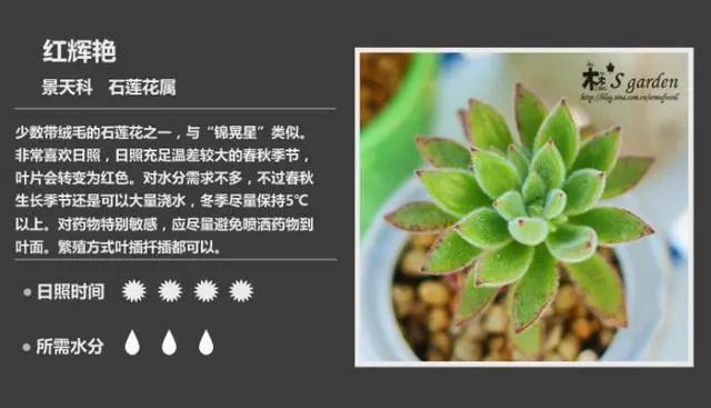 多肉植物图鉴 高清版 腾讯新闻