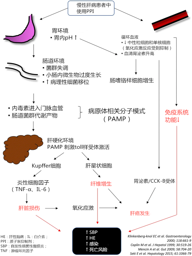 慢性肝病中的质子泵抑制剂加害者还是旁观者