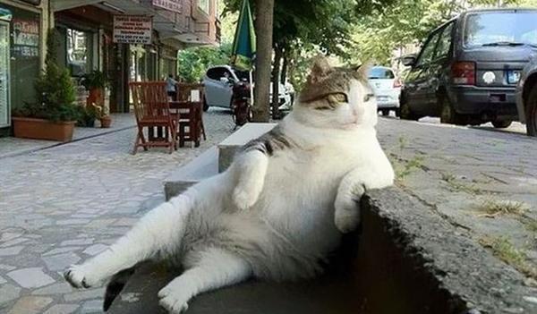 猫咪也能有市民身份土耳其的爱猫之城220万只猫占领城市
