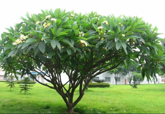 每日植物鸡蛋花 鸡蛋花 花冠 盆栽