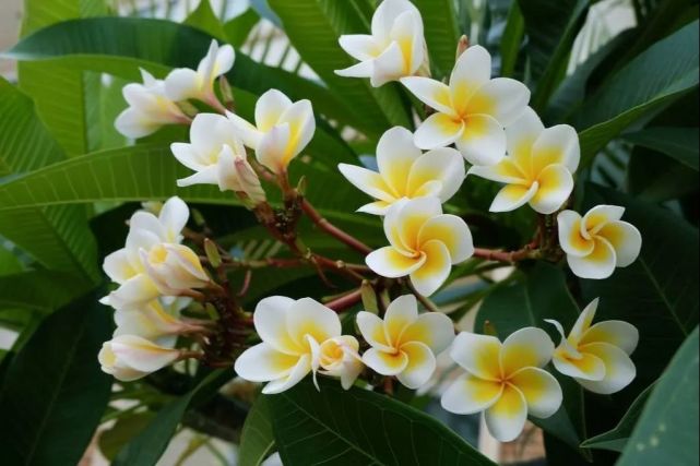 每日植物鸡蛋花 盆栽 鸡蛋花 花冠