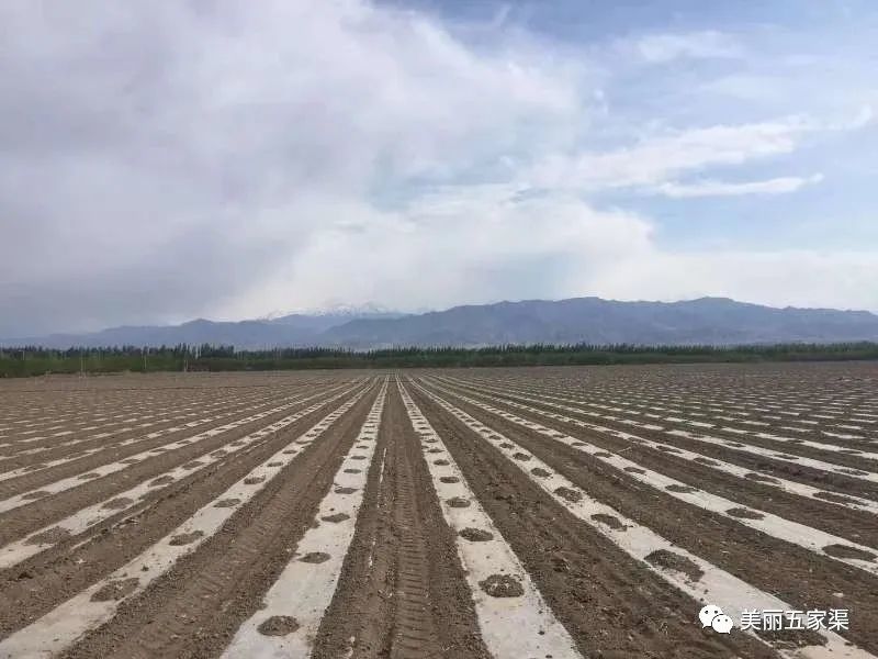 天池脚下的樱桃小镇——土墩子农场