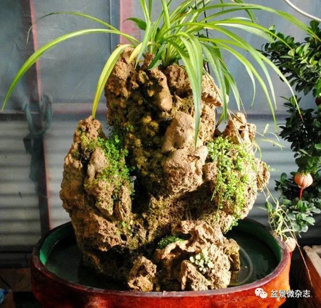 捡一块石头做盆景返璞归真