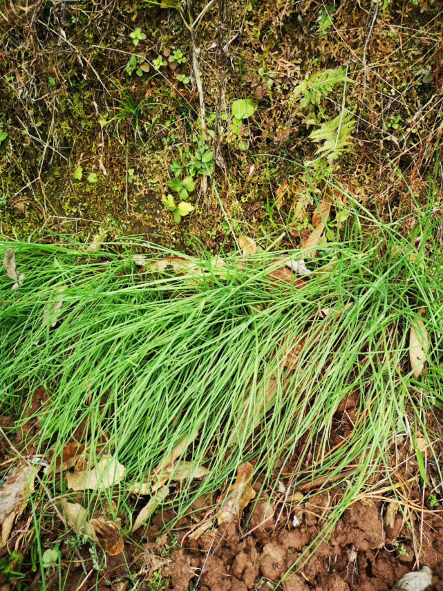 湘西野外胡葱香