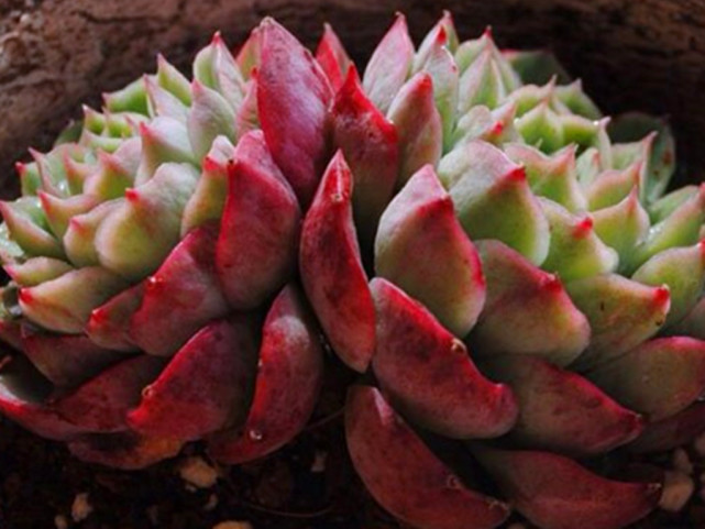 酸橙辣椒是景天科拟石莲花属的多肉植物,现在十分常见,也算是多肉里的