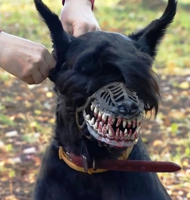 女子给狗狗戴口罩,却令狗狗被人误认为是"恶犬",好意反被误会