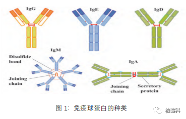 免疫球蛋白是机体在抗原物质刺激下由浆细胞产生的一类能与抗原特异性