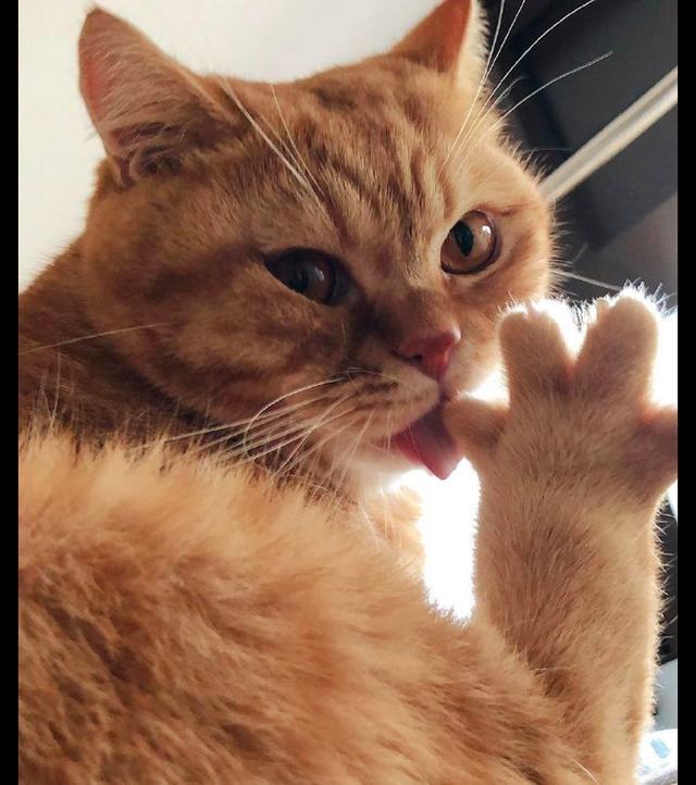 猫咪把自己的爪子张开舔,看它舔毛的模样,怎么看起来不正经呢!