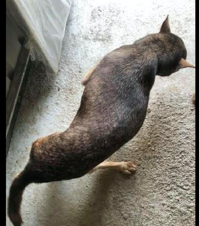 女子喂养流浪狗半个月它突然消失 再见到它的时候 模样让人心碎 流浪狗 狗狗 萨维卡