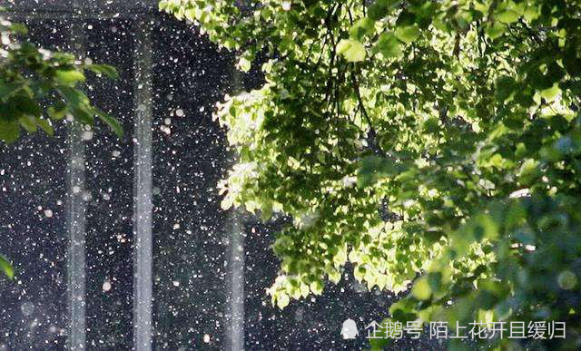农村杨柳飞絮 花粉高发 如何避免过敏等困扰 最全方法看这里 腾讯新闻