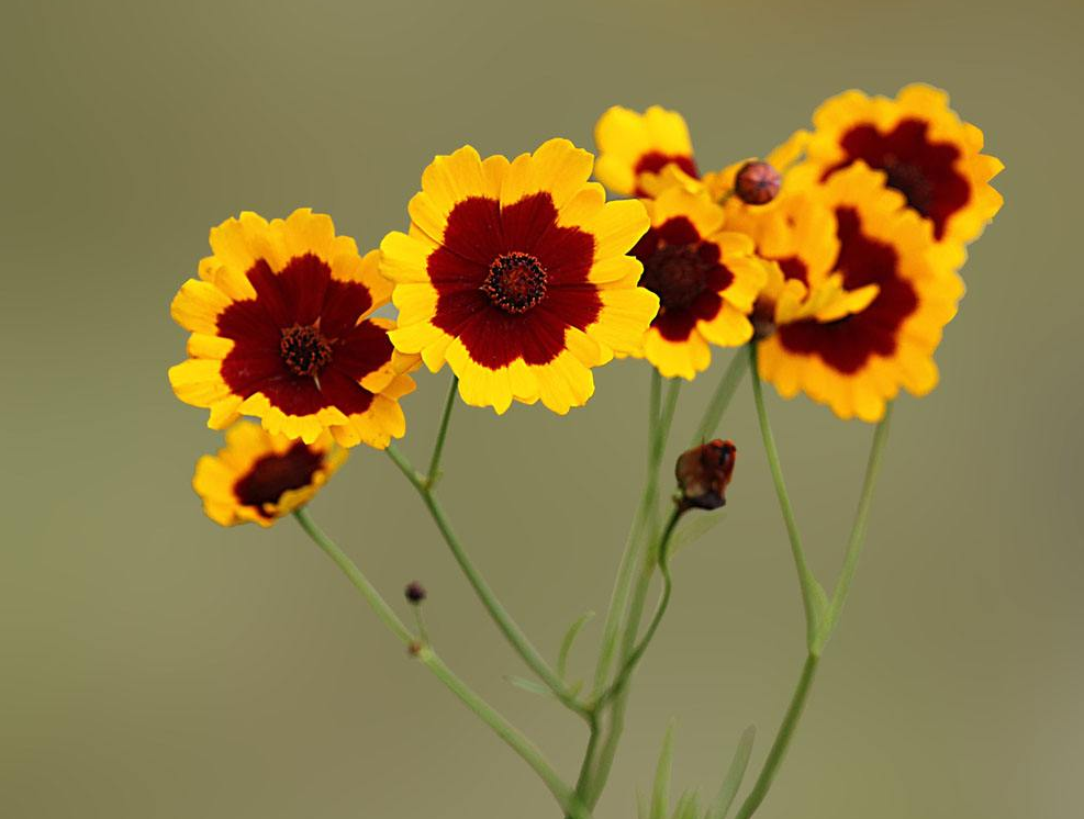 答:金钱菊的花语是:恳切的喜悦问:金钱菊的花都有什么颜色?