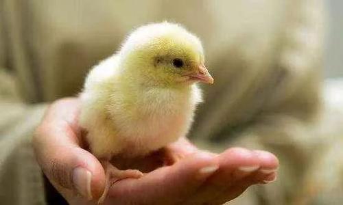 45天出栏的速生鸡,到底经历了什么——白羽鸡的前世今生