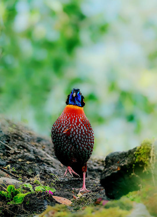 成都彭山现世界濒危鸟类"娃娃鸡" 上百种珍稀鸟类在此栖居