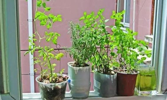 想不花钱 买 营养土 就得跟着这样做 保管养再多花都不愁 腾讯新闻