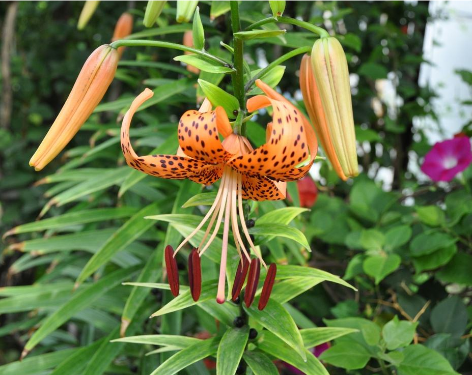 卷丹百合花形奇特,摇曳多姿,好养!