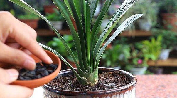 新手小白养花犯愁咋施肥 摸清3点 用量 用料都没有问题 腾讯新闻