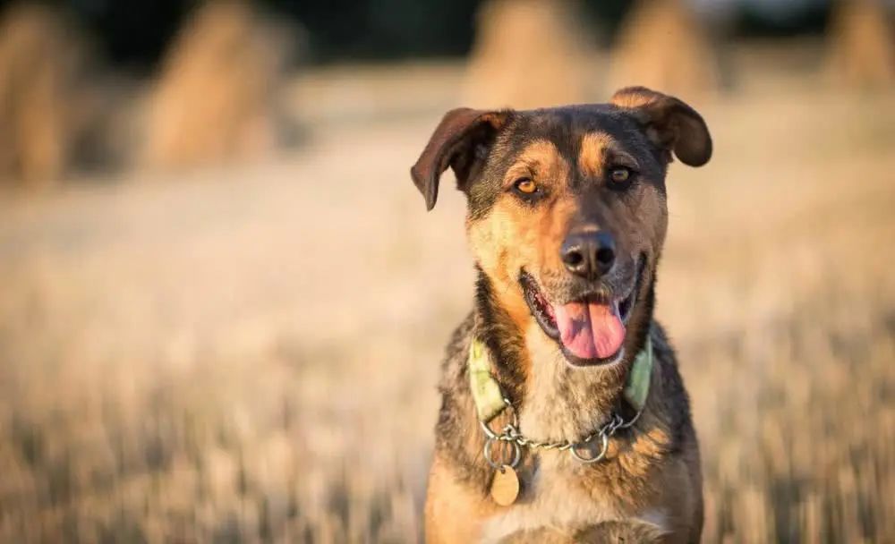 狗妈妈带小狗找上门 家犬懵了 狗狗 主人你听我解释 腾讯新闻