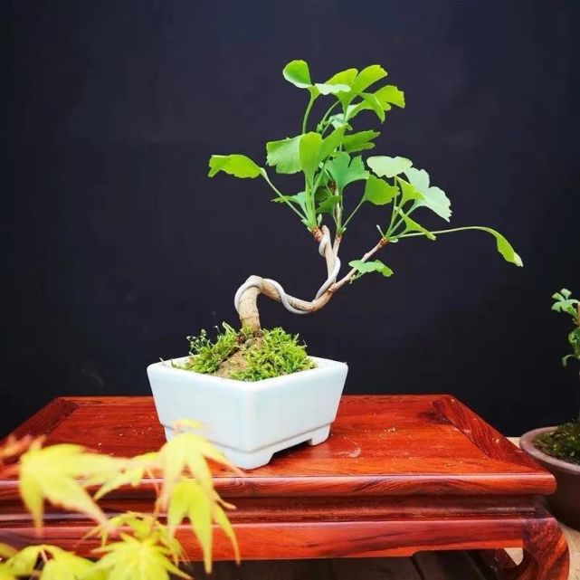 门前种树就选这四种 寓意喜庆 家里老人都喜欢 护宅又旺家 风水 罗汉松 桂花树 盆栽 银杏