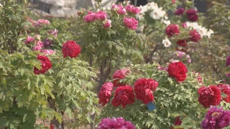 牡丹花开乡村美九女牡丹园免费赏花 腾讯新闻