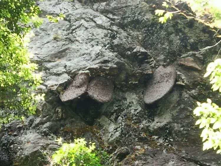 來自雲南香格里拉的純天然野生懸崖蜜