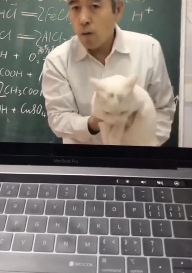 东北一位化学老师抱猫上网课为了吸引学生注意也是拼了