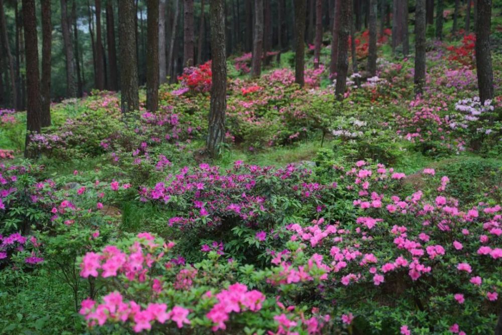 的最佳时期 整个大木花谷·林下花园景区,绚烂夺目 火树风来翻绛焰,琼