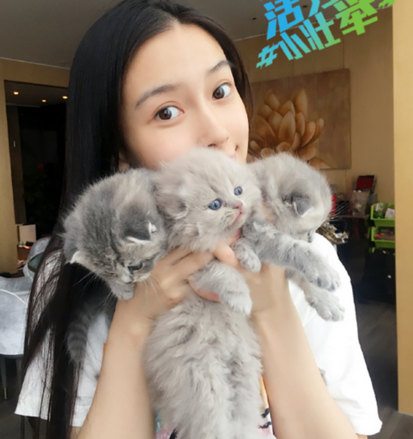 王源被骂,只因新宠物是折耳猫,专业人士批评不要拿来宣传_腾讯新闻