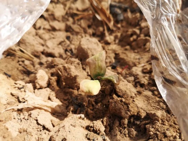 石嘴山农户2000多亩瓜菜遇霜冻,200多亩芥蓝被冻死……|霜冻|西瓜