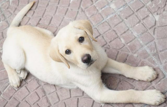 拉布拉多屬於我們生活中常見的大型犬,一般成年公犬拉布拉多身高可達