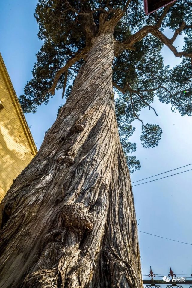 寿阳县于家庄村千年圆柏