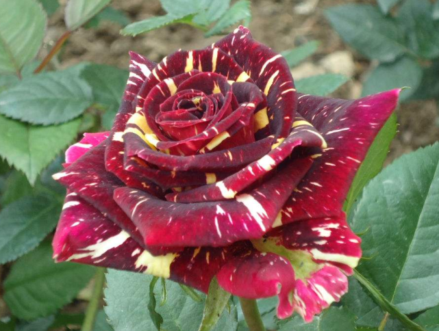 流星雨月季,月季花中的新贵,花期长,好养