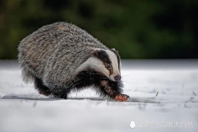 在動物世界中,鼬科是屬於好鬥的食肉目動物,也具有很強的獨自狩獵能力